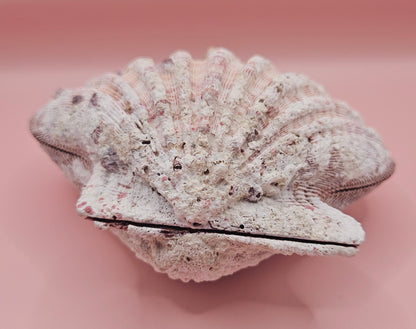 Lions Paw Shell 5.75" - Natural Seashell Decor – seashells