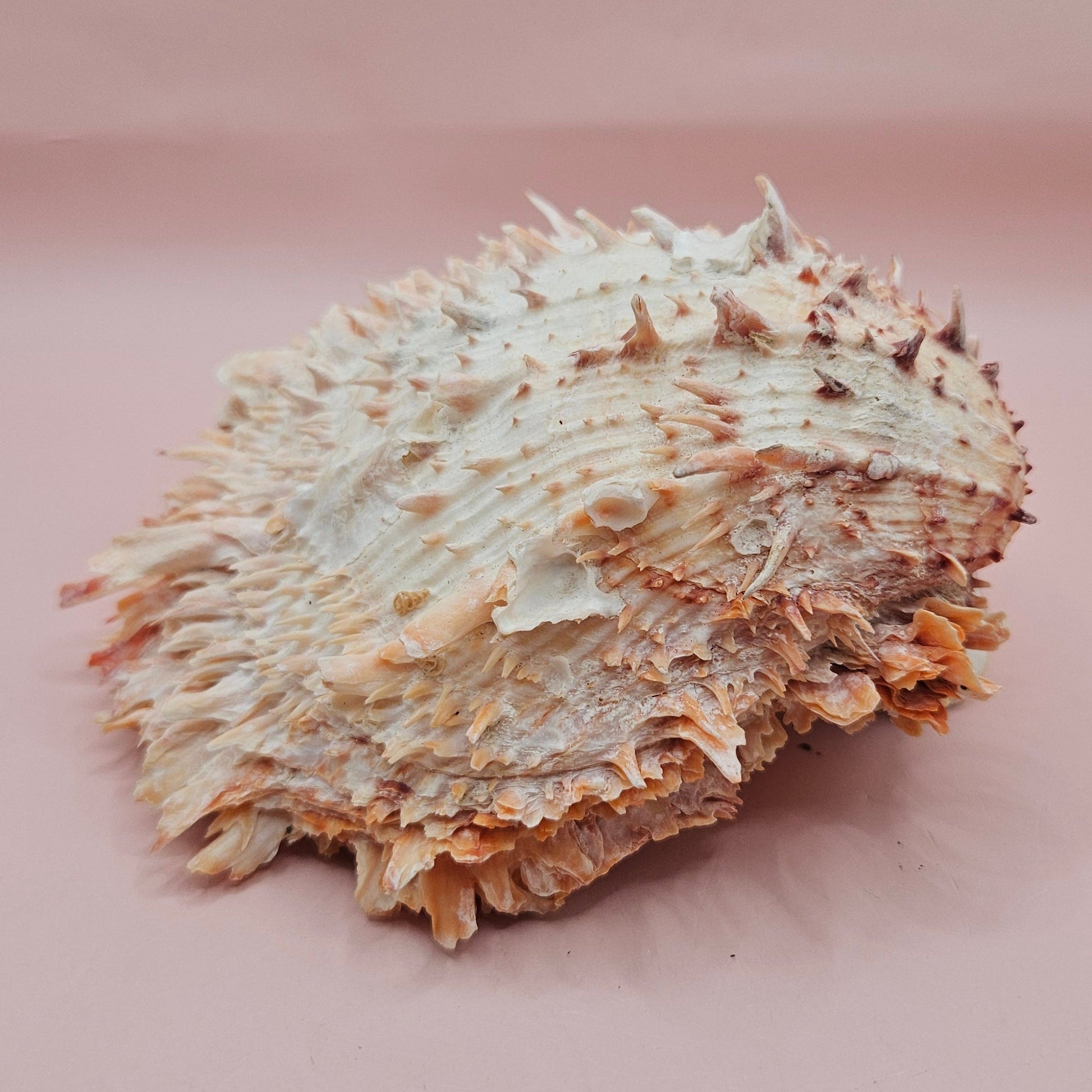 Large Hinged Spondylus Shell – 5.7" Coral-Tinged Ocean Display with Textured Spines Spiny Thorny Oyster – Shells
