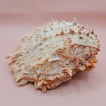 Large Hinged Spondylus Shell – 5.7" Coral-Tinged Ocean Display with Textured Spines Spiny Thorny Oyster – Shells