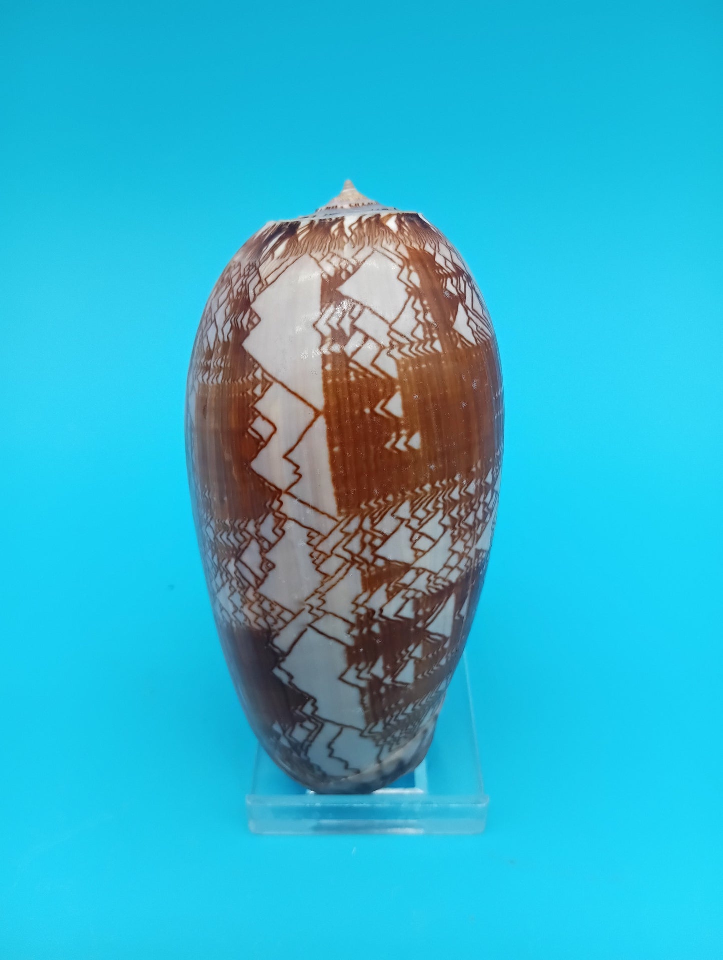 Tent Olive - Oliva Porphyria 3.7" – Shells