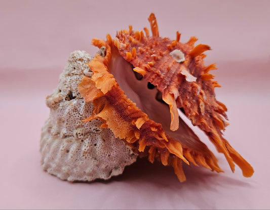 Princeps Spondylus Spiny Oyster Shell with Attached Undosa Astraea – Natural Ocean Display 6x5x4 – Shells