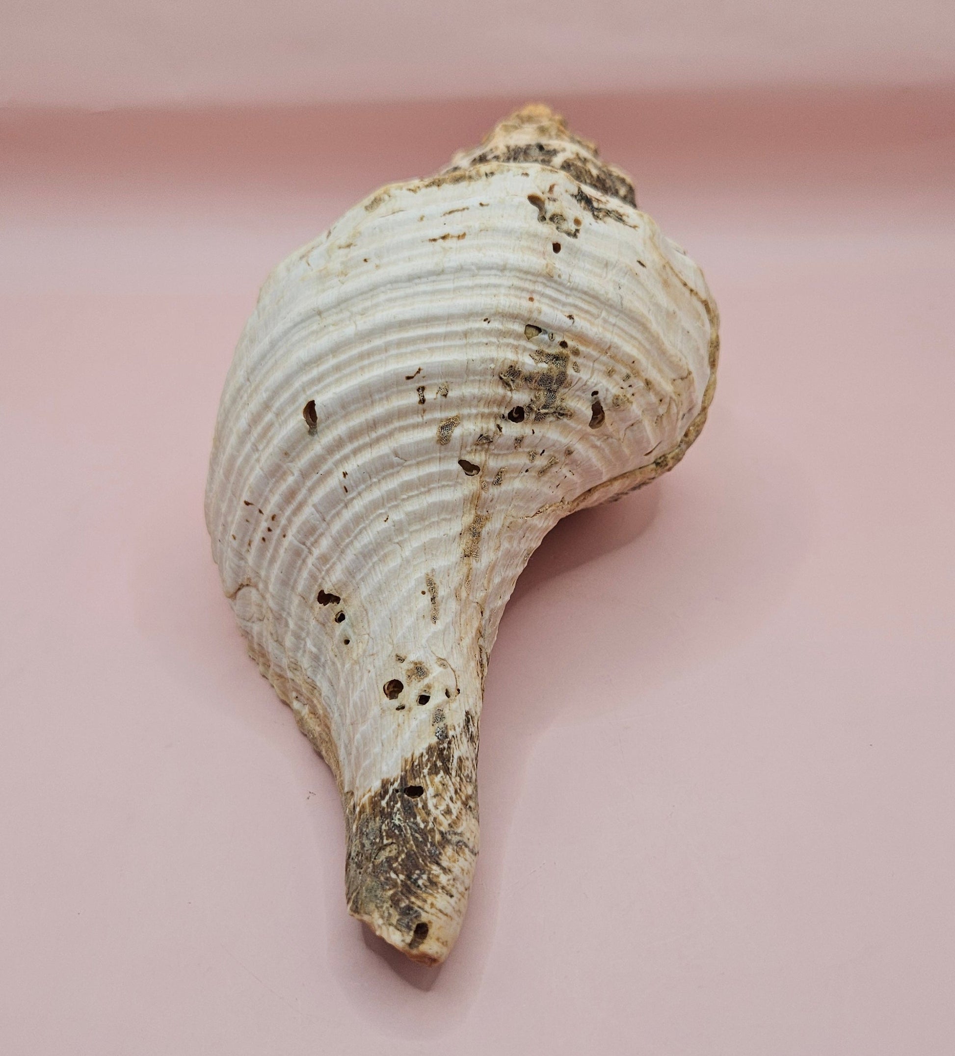 Large Horse Conch Shell – 10" Natural Coastal Display Shell – Shellls