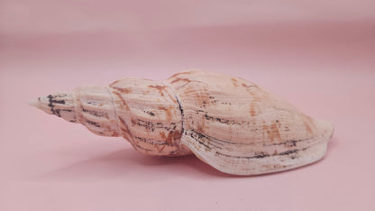 Fulgoraria Pervostiana angulosa Shell – 5.7" Natural Display Shell with Earthy Tones – seashells