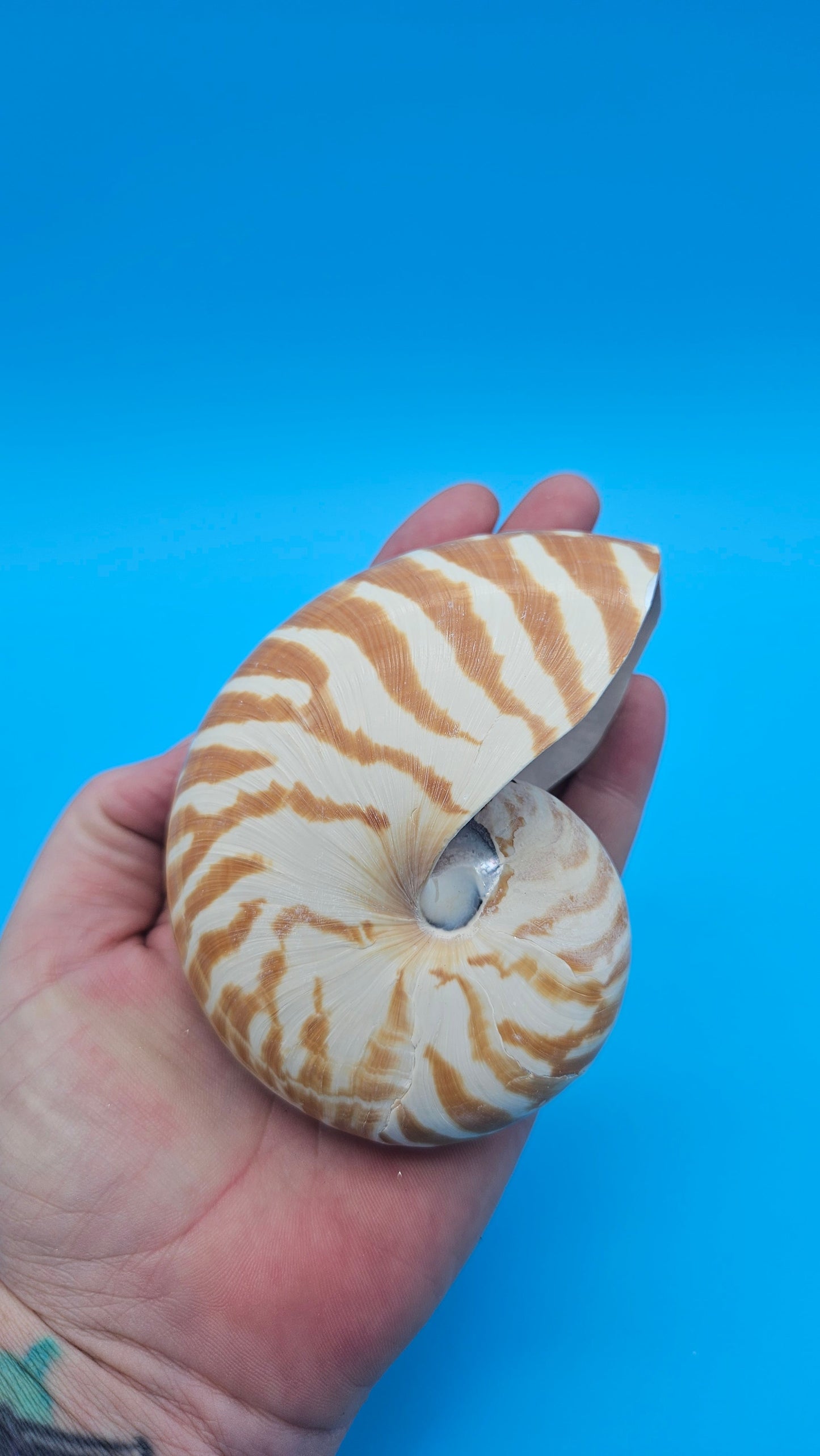 Chambered Tiger Nautilus Shell – Striking Natural Ocean Decor 4" Nautilus pompilius – Shells