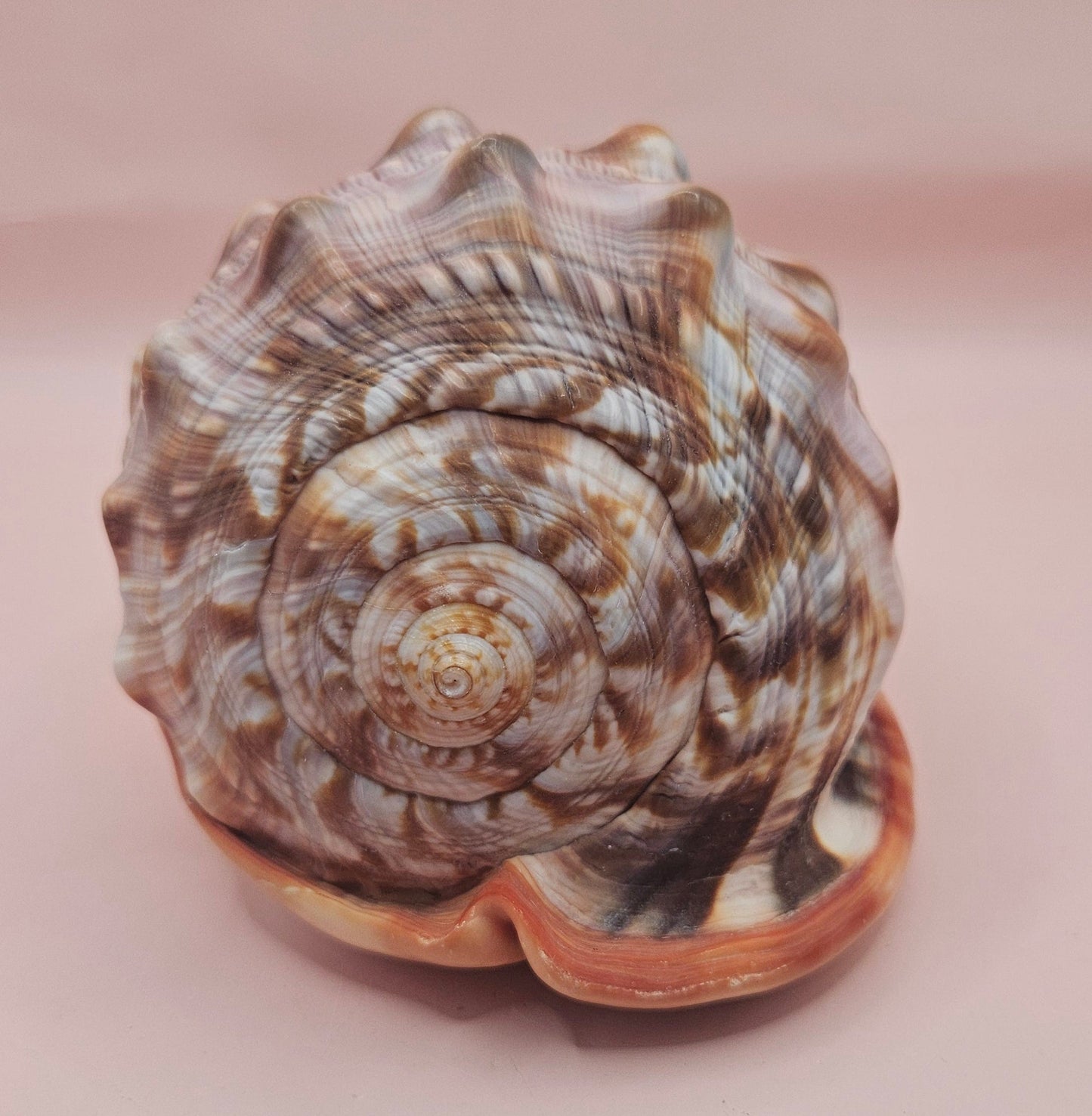 Select Bullmouth Cameo Helmet Shell 7x5x4 Display – Shells