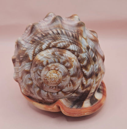 Select Bullmouth Cameo Helmet Shell 7x5x4 Display – Shells