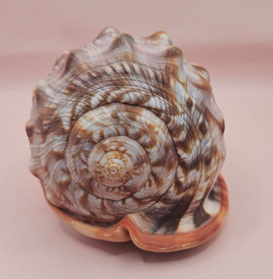 Select Bullmouth Cameo Helmet Shell 7x5x4 Display – Shells