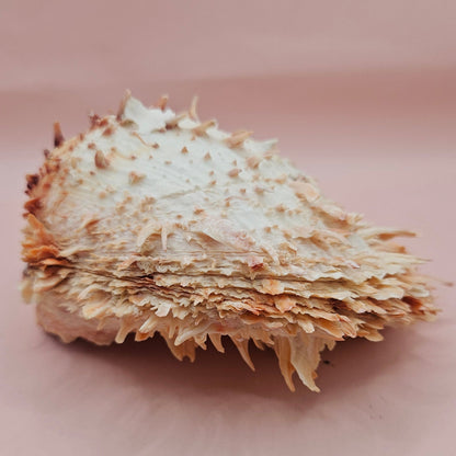 Large Hinged Spondylus Shell – 5.7" Coral-Tinged Ocean Display with Textured Spines Spiny Thorny Oyster – Shells