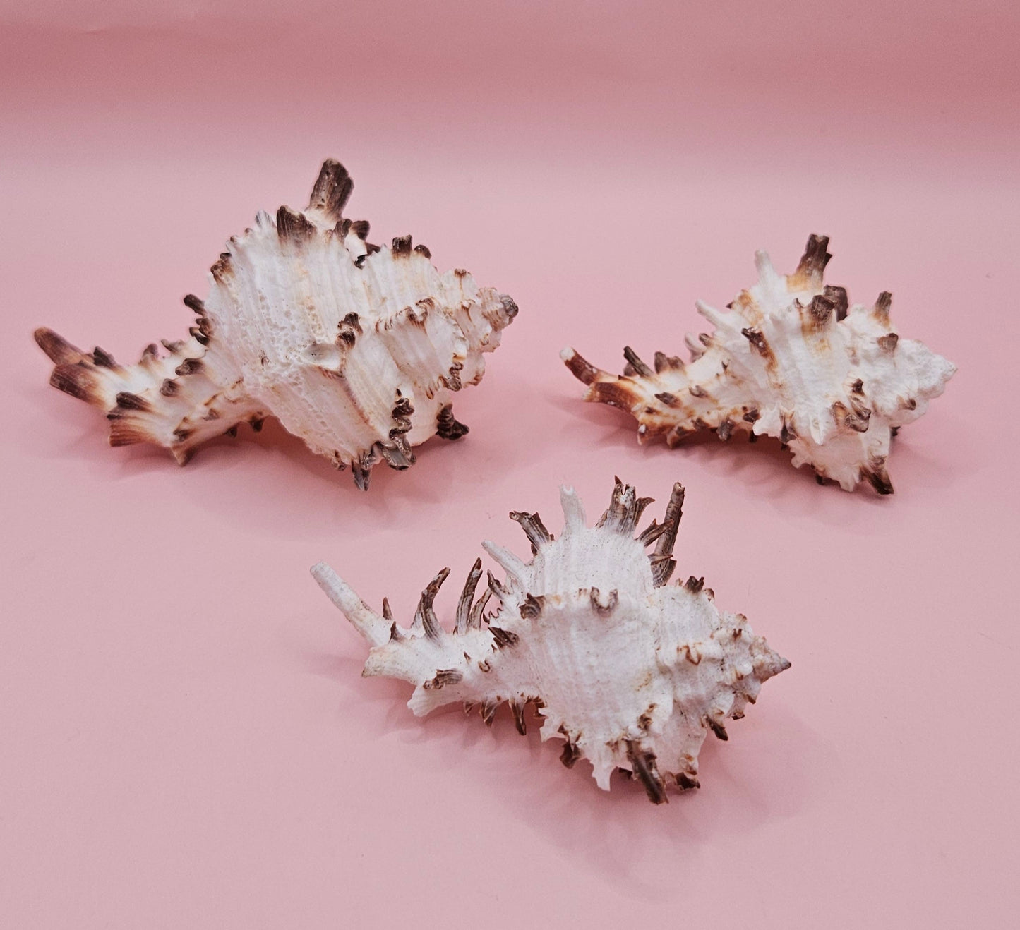 Trio of Murex Endive Shells | Coastal Display Decor | Spiked Sea Shells for Nautical Styling – Shells