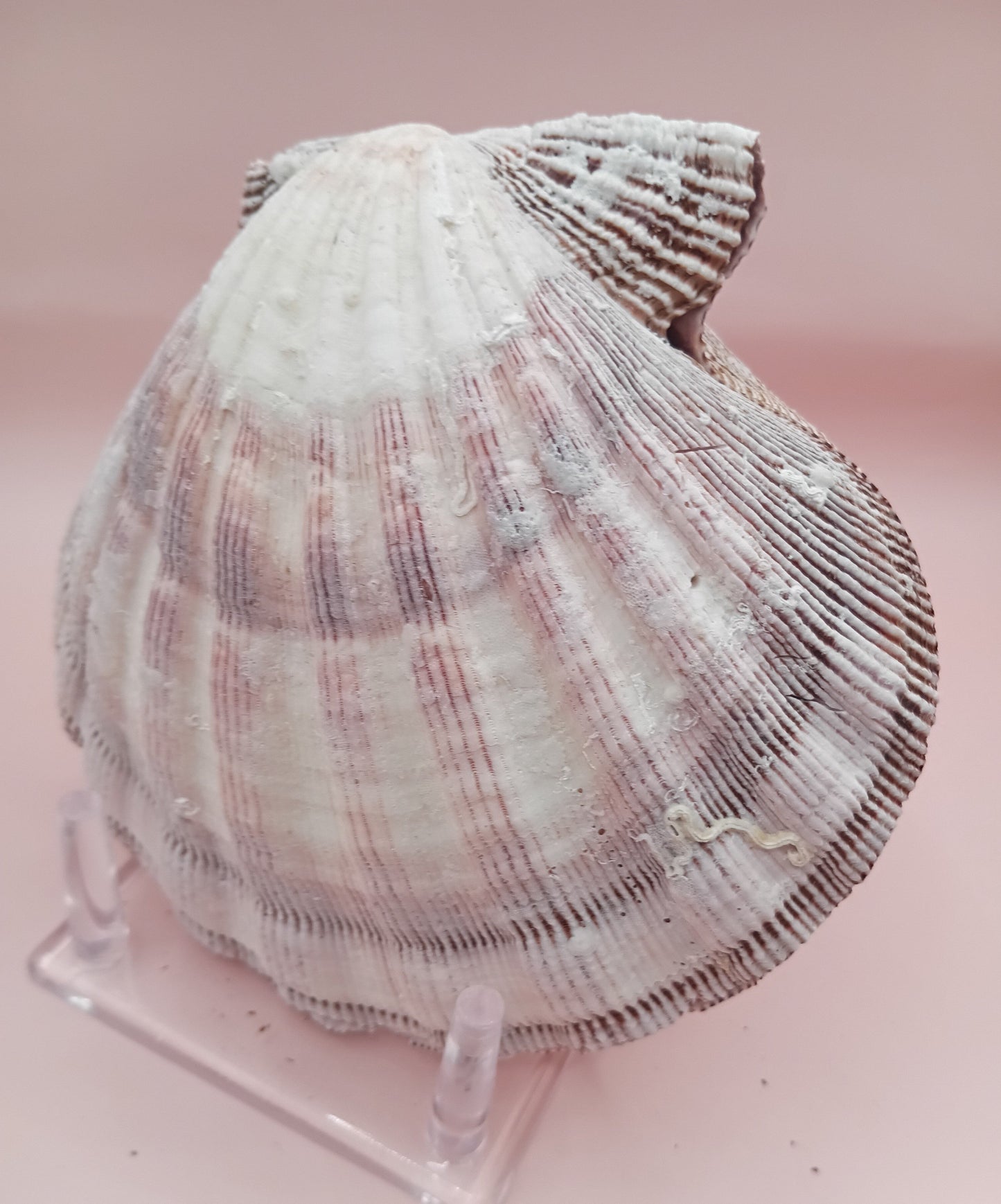 Natural Lion's Paw Seashell Pair – 5.5" x 5.0" – Coastal Display Accent – seashells