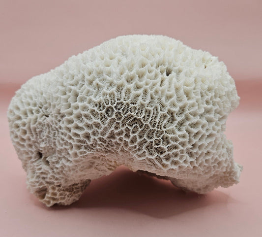 Vintage White Brain Coral  – 7" Natural Coastal Decor