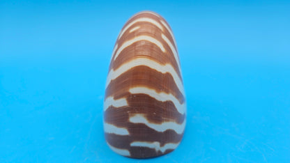 Tiger Nautilus Shell – Striking Natural Ocean Decor 3.6"