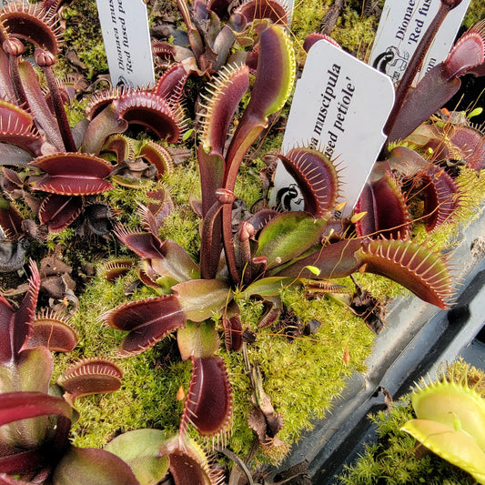 Venus Flytrap 'Red Fused Petiole' – Live Carnivorous Plant – Venus flytrap
