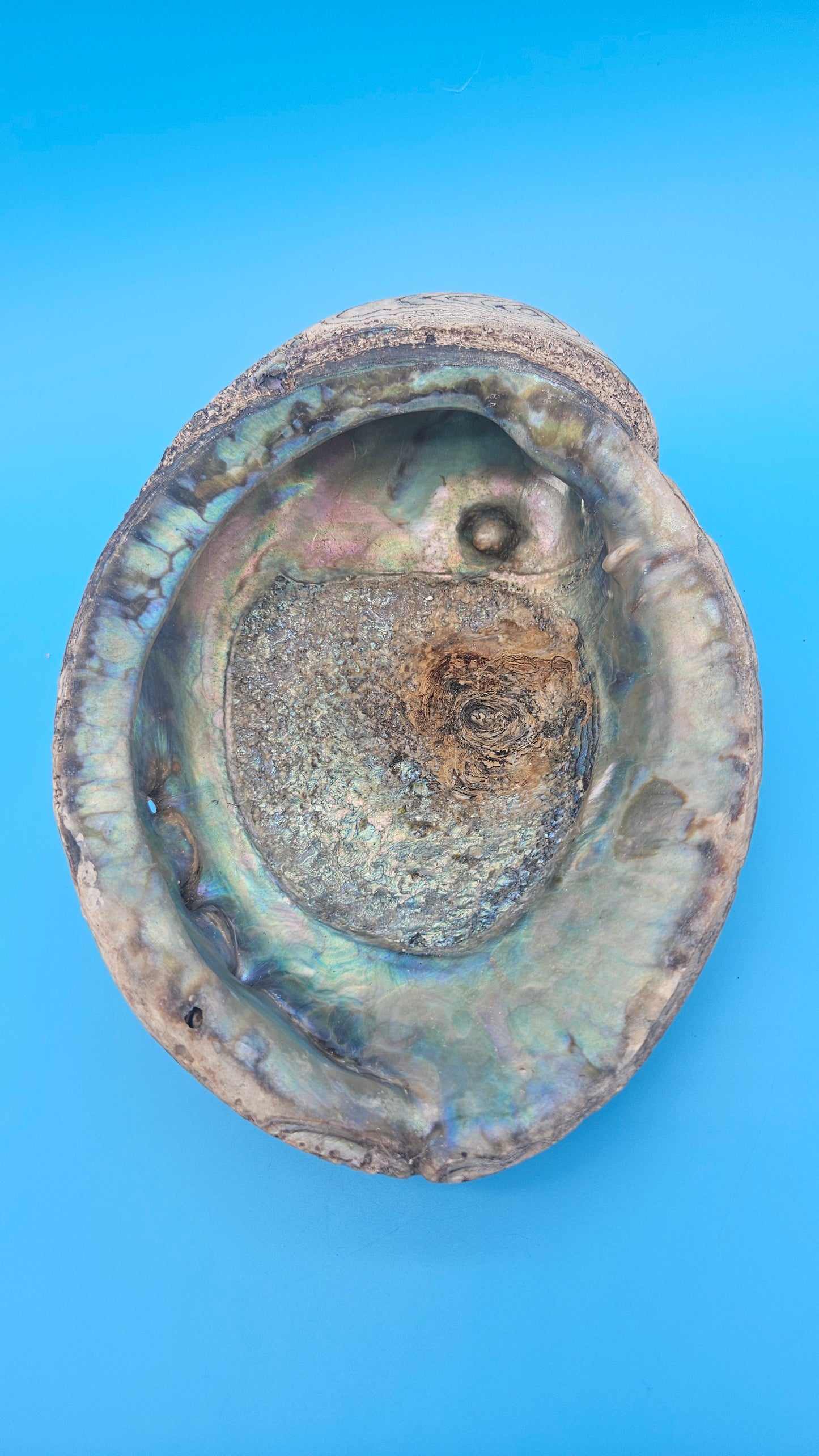 Green Abalone Shell with Pearl – 8" Coastal Display Décor Haliotis fulgens – Shells