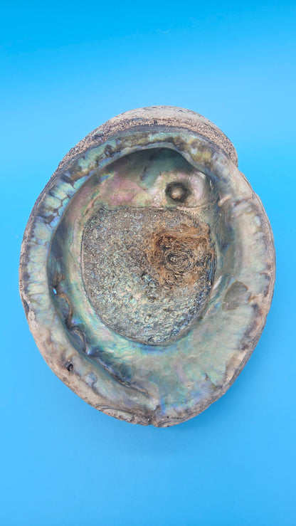Green Abalone Shell with Pearl – 8" Coastal Display Décor Haliotis fulgens – Shells