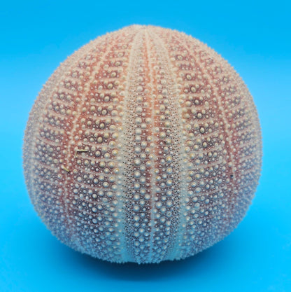 English Channel Urchin Shell – 5" Coastal Display Piece