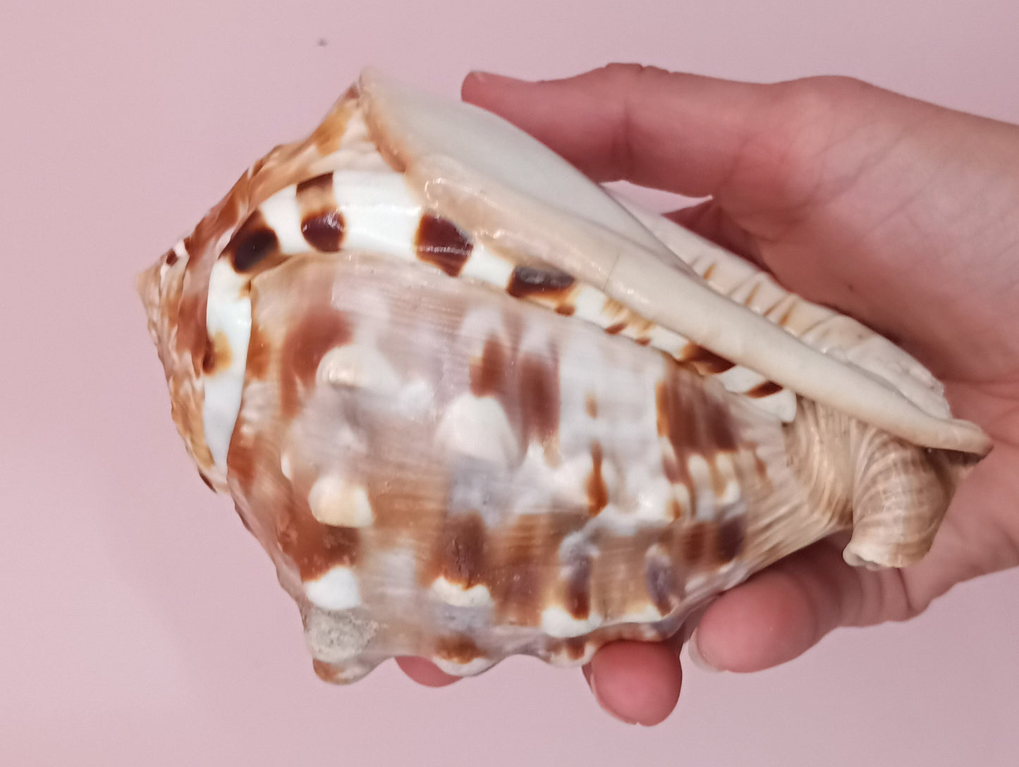 King Helmet Display Shell- Cassis flammea 4.8" – Shells