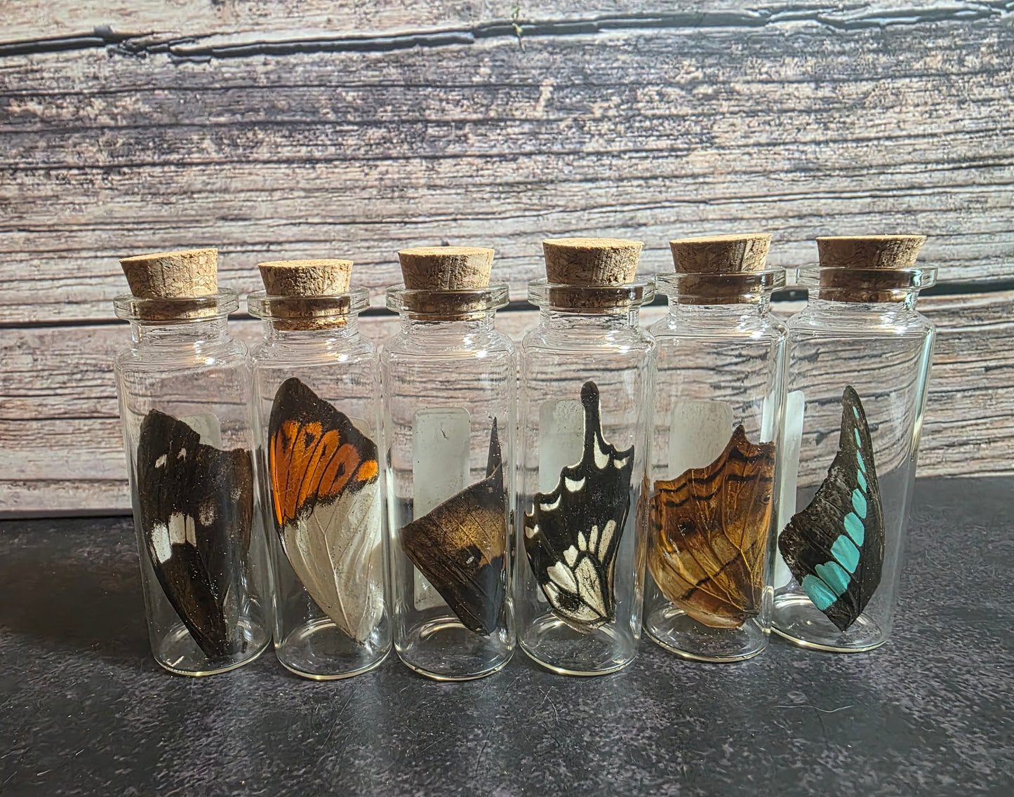 Butterfly Wing Curio Vial