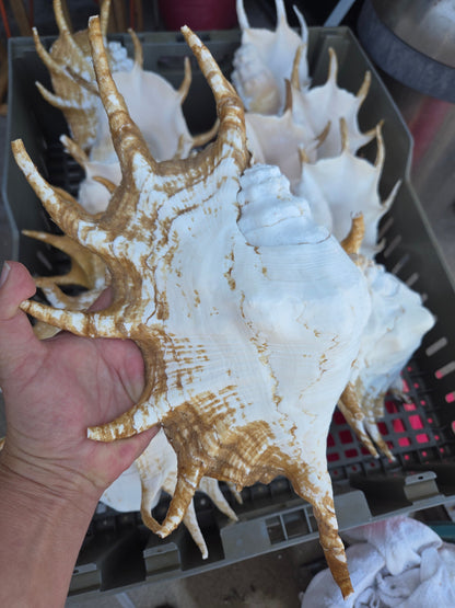 Large Giant Spider Conch Shell (Lambis truncata) with Periostracum
