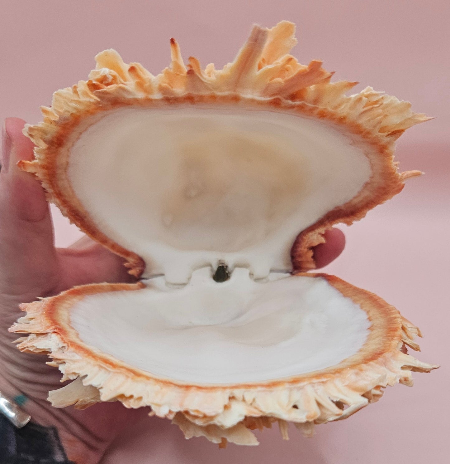 Large Hinged Spondylus Shell – 5.7" Coral-Tinged Ocean Display with Textured Spines Spiny Thorny Oyster – Shells