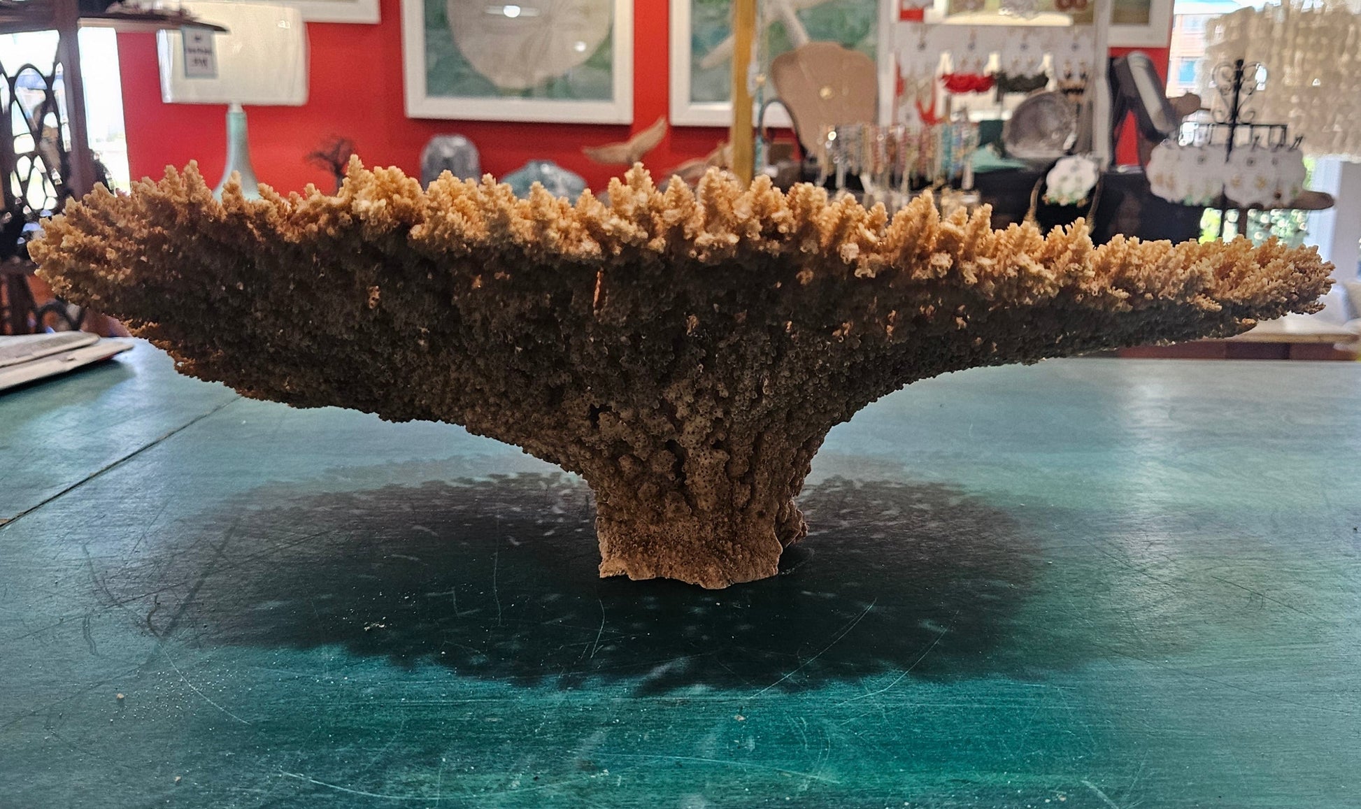 Natural Table- Special Plate Coral 15.75" – Coral