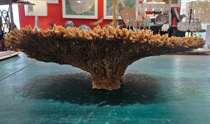 Natural Table- Special Plate Coral 15.75" – Coral