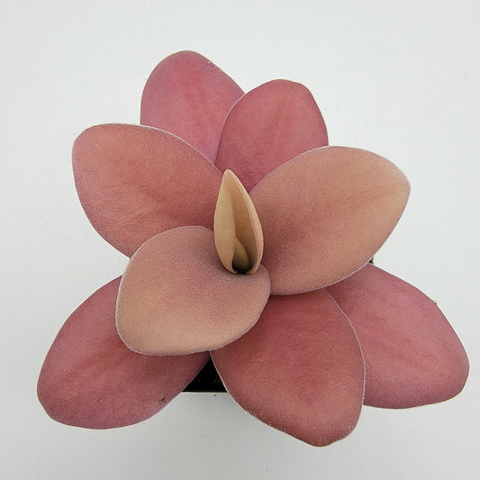 Butterwort Gigantea Red - Live Carnivorous Plant – Live Plants