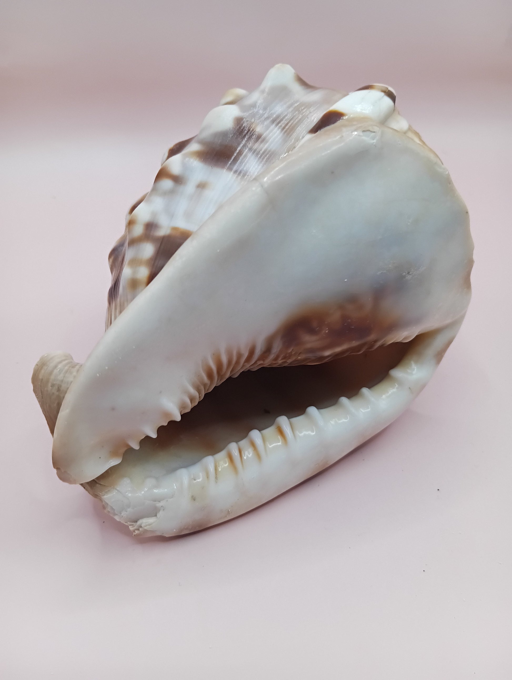 King Helmet Display Shell- Cassis flammea 4.8" – Shells