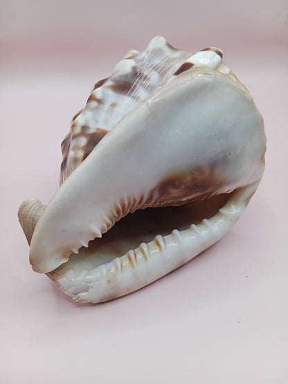 King Helmet Display Shell- Cassis flammea 4.8" – Shells
