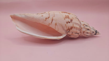 Fulgoraria Pervostiana angulosa Shell – 5.7" Natural Display Shell with Earthy Tones – seashells