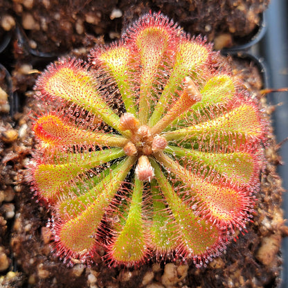 Drosera tokaiensis Sundew – Live Potted Carnivorous Plant – Drosera