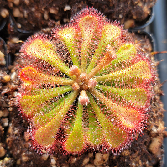 Drosera tokaiensis Sundew – Live Potted Carnivorous Plant – Drosera