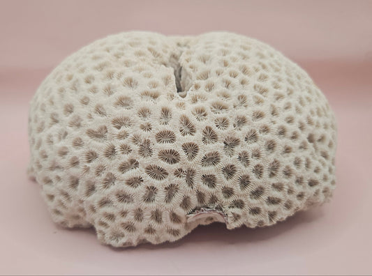 Vintage Brain Coral Specimen Diploria labyrinthiformis Natural Ivory Decor – Coral