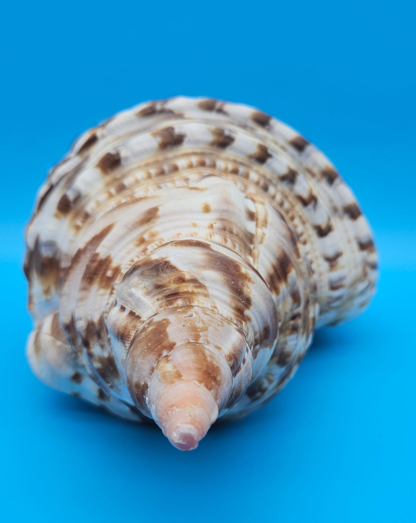 Caribbean Triton Shell – 10.5" Slight Mutation Display Piece Charonia variegata – Shells