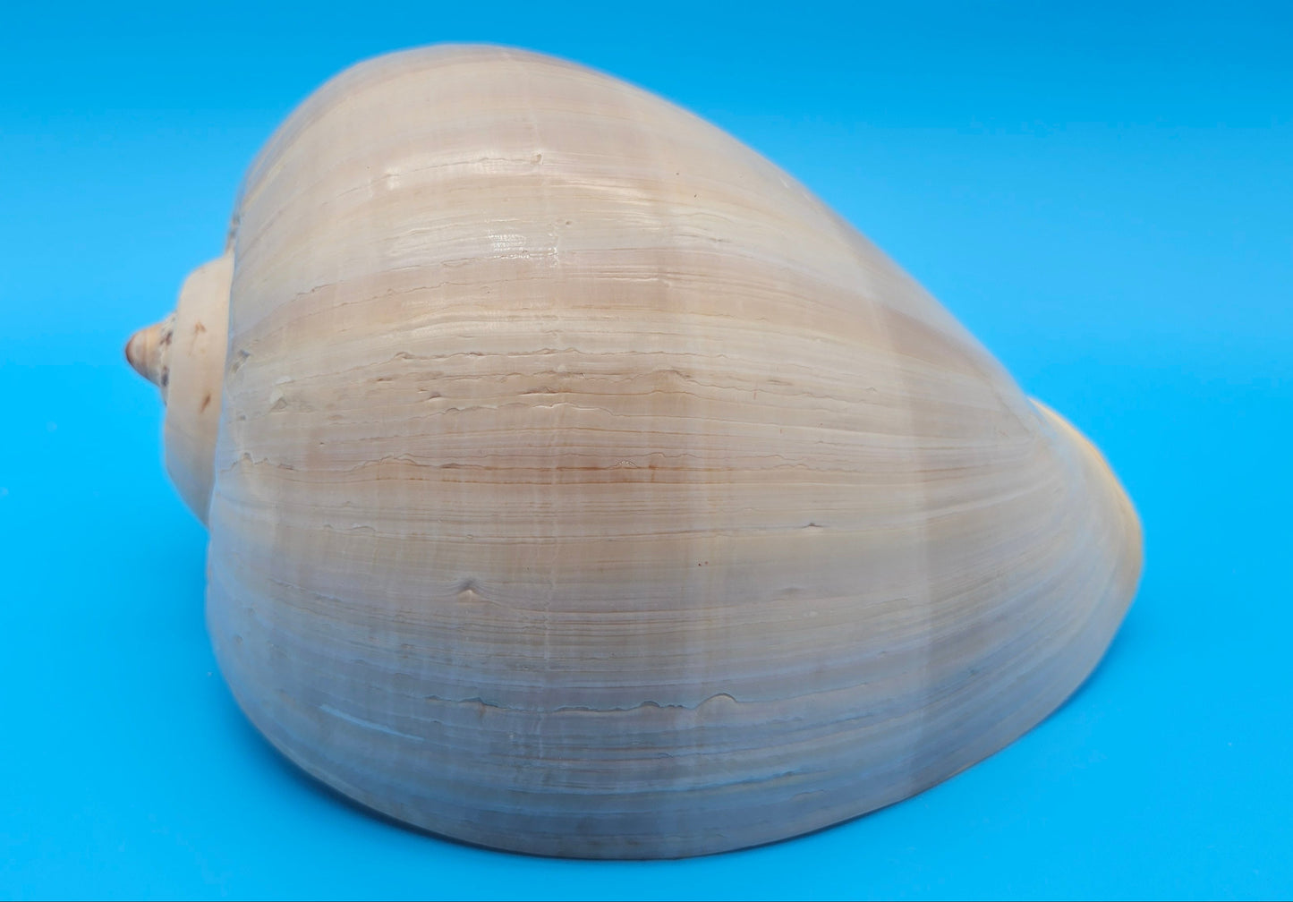 Polished Crown Melon Shell 8.75" Large Coastal Display with Smooth Gloss Finish – Shells in Large Shelf