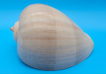 Polished Crown Melon Shell 8.75" Large Coastal Display with Smooth Gloss Finish – Shells in Large Shelf
