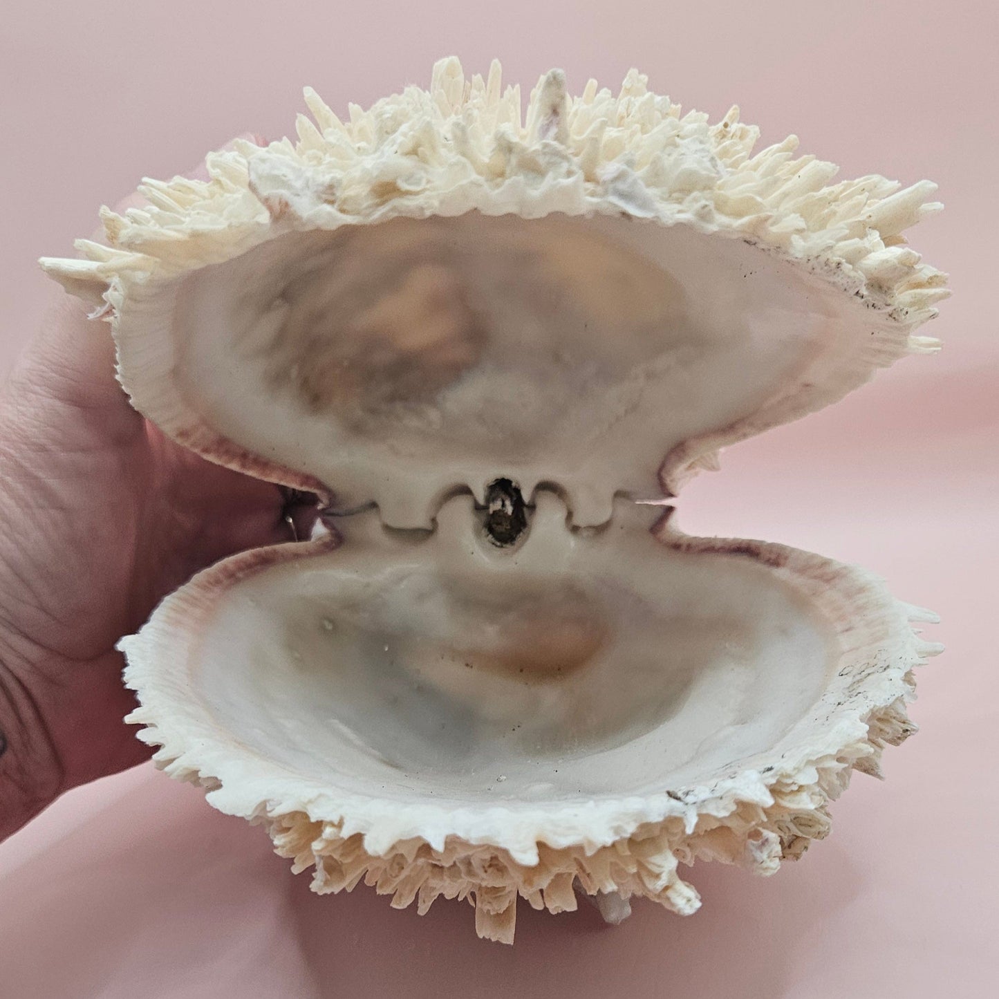 8" White Spondylus Shell with Natural Spikes – Coastal Textured Display Shell – Shells