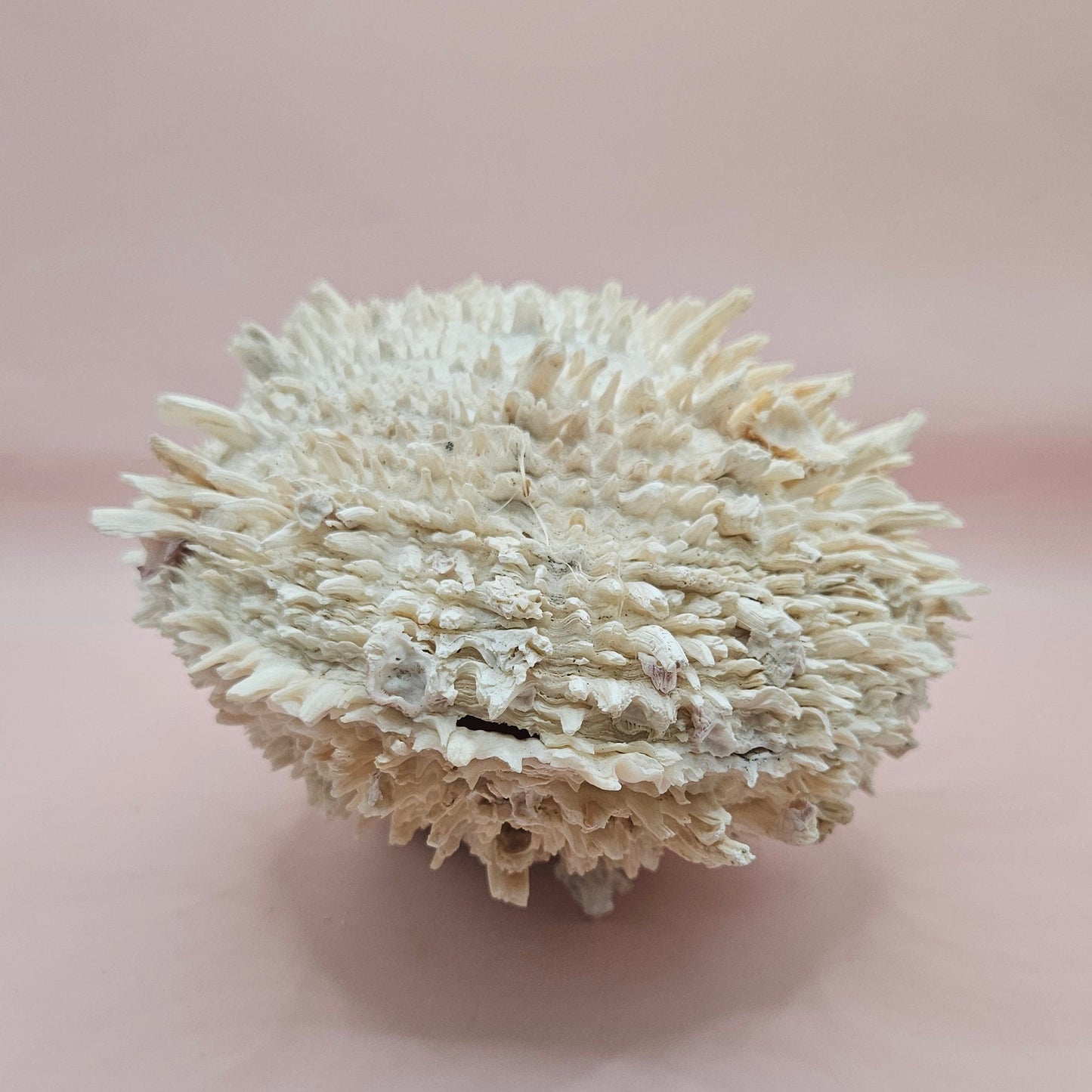 8" White Spondylus Shell with Natural Spikes – Coastal Textured Display Shell – Shells