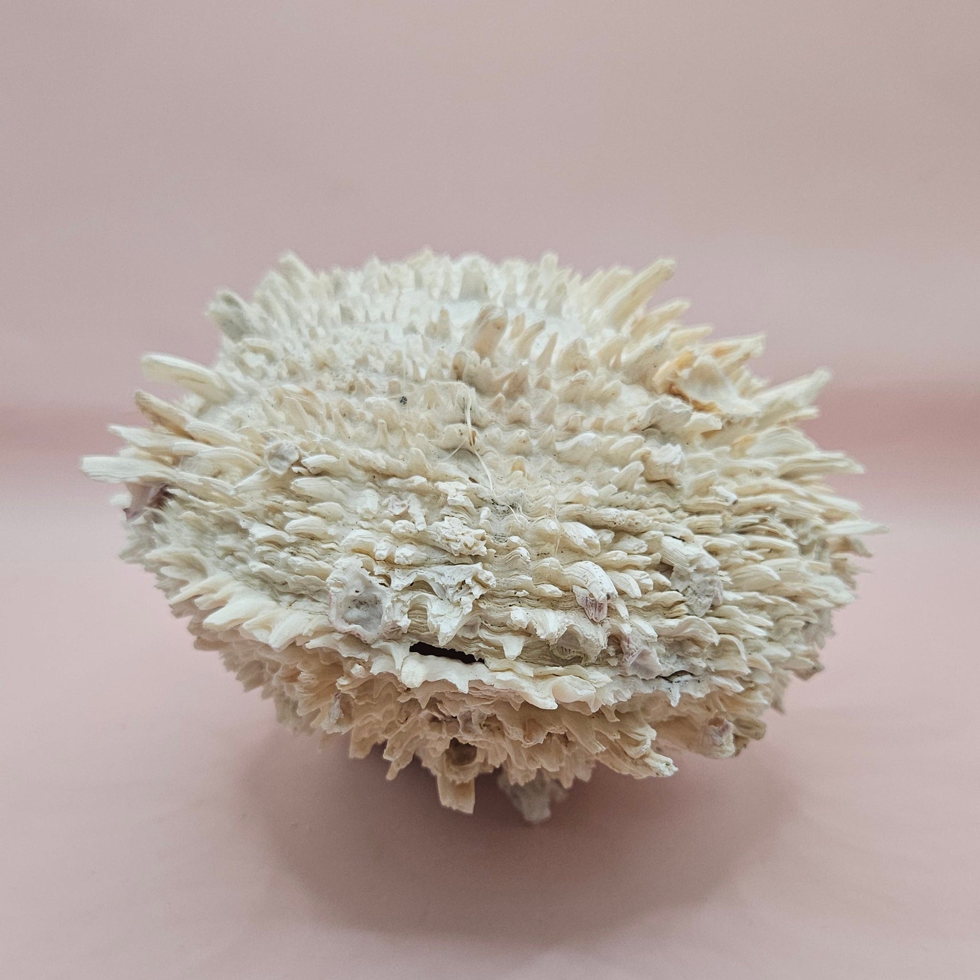 8" White Spondylus Shell with Natural Spikes – Coastal Textured Display Shell – Shells