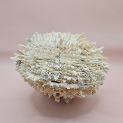 8" White Spondylus Shell with Natural Spikes – Coastal Textured Display Shell – Shells