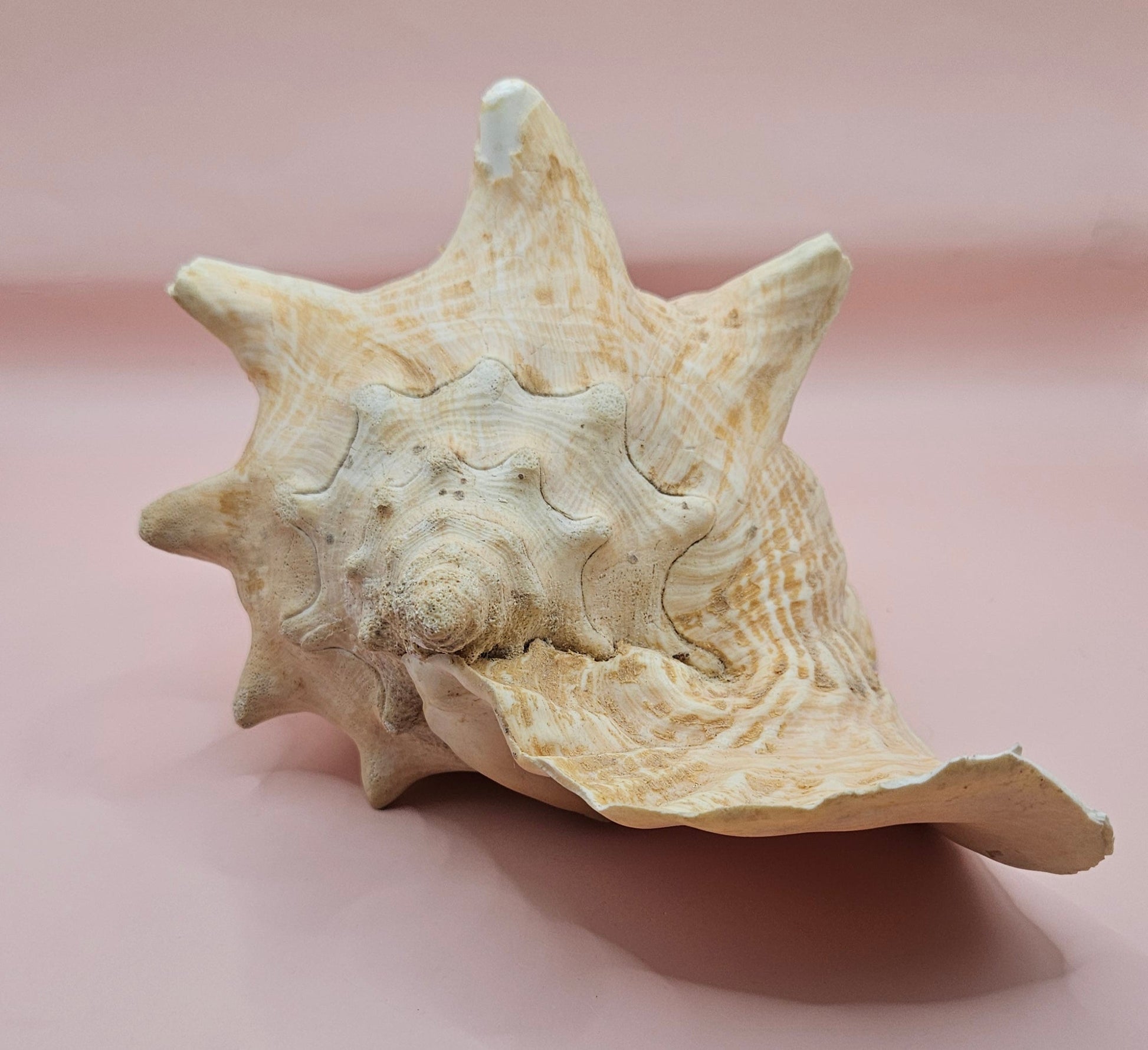 Large Atlantic Conch Shell 9.75" Natural Beach Display – Non-Pierced Coastal Decor – seashells