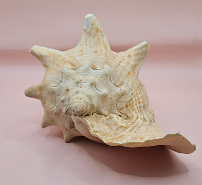 Large Atlantic Conch Shell 9.75" Natural Beach Display – Non-Pierced Coastal Decor – seashells