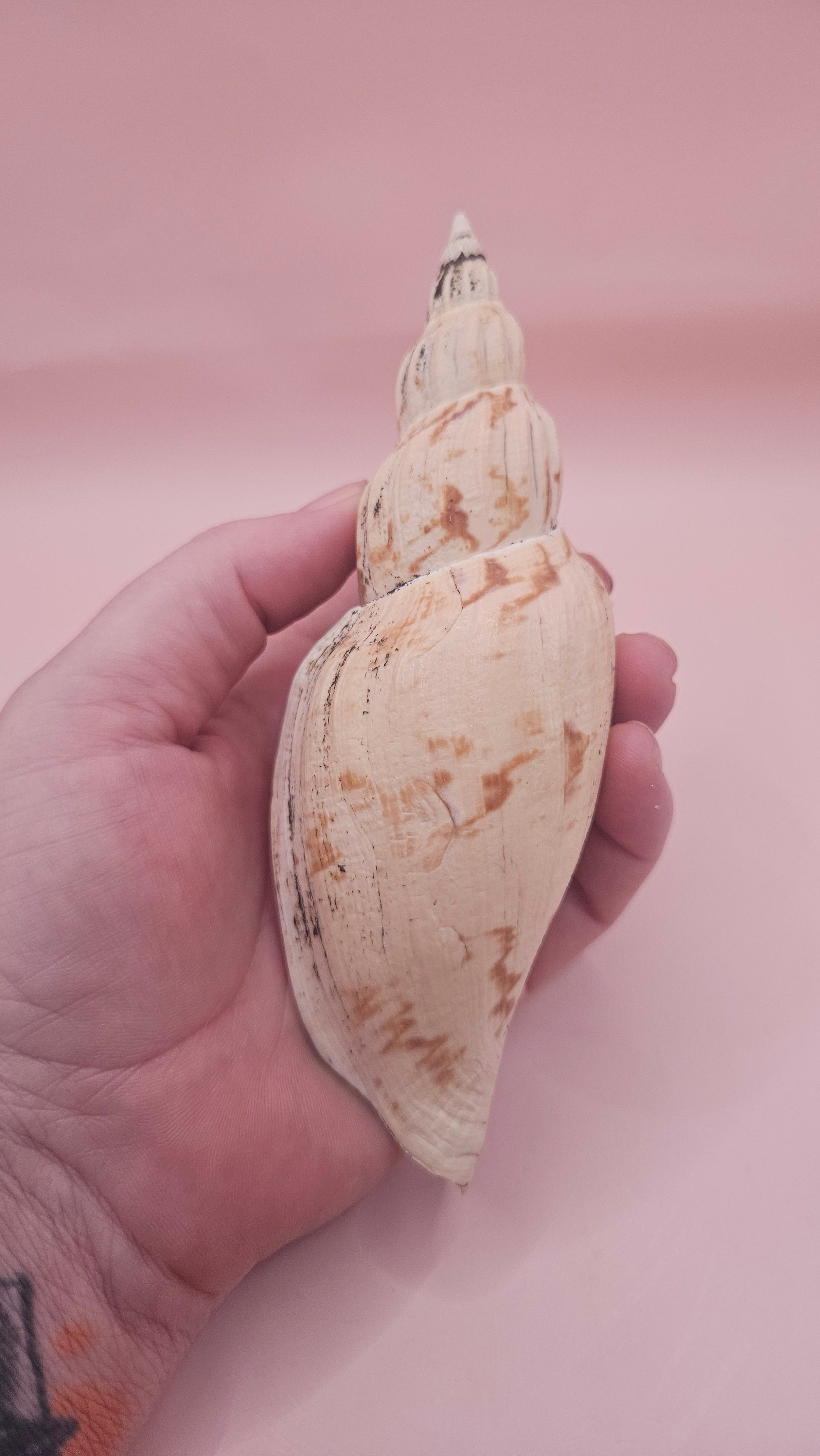 Fulgoraria Pervostiana angulosa Shell – 5.7" Natural Display Shell with Earthy Tones – seashells