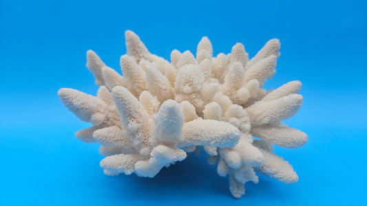 Vintage Finger Coral Specimen – Coastal Nautical Display Decor 6.3x7x5 – Coral