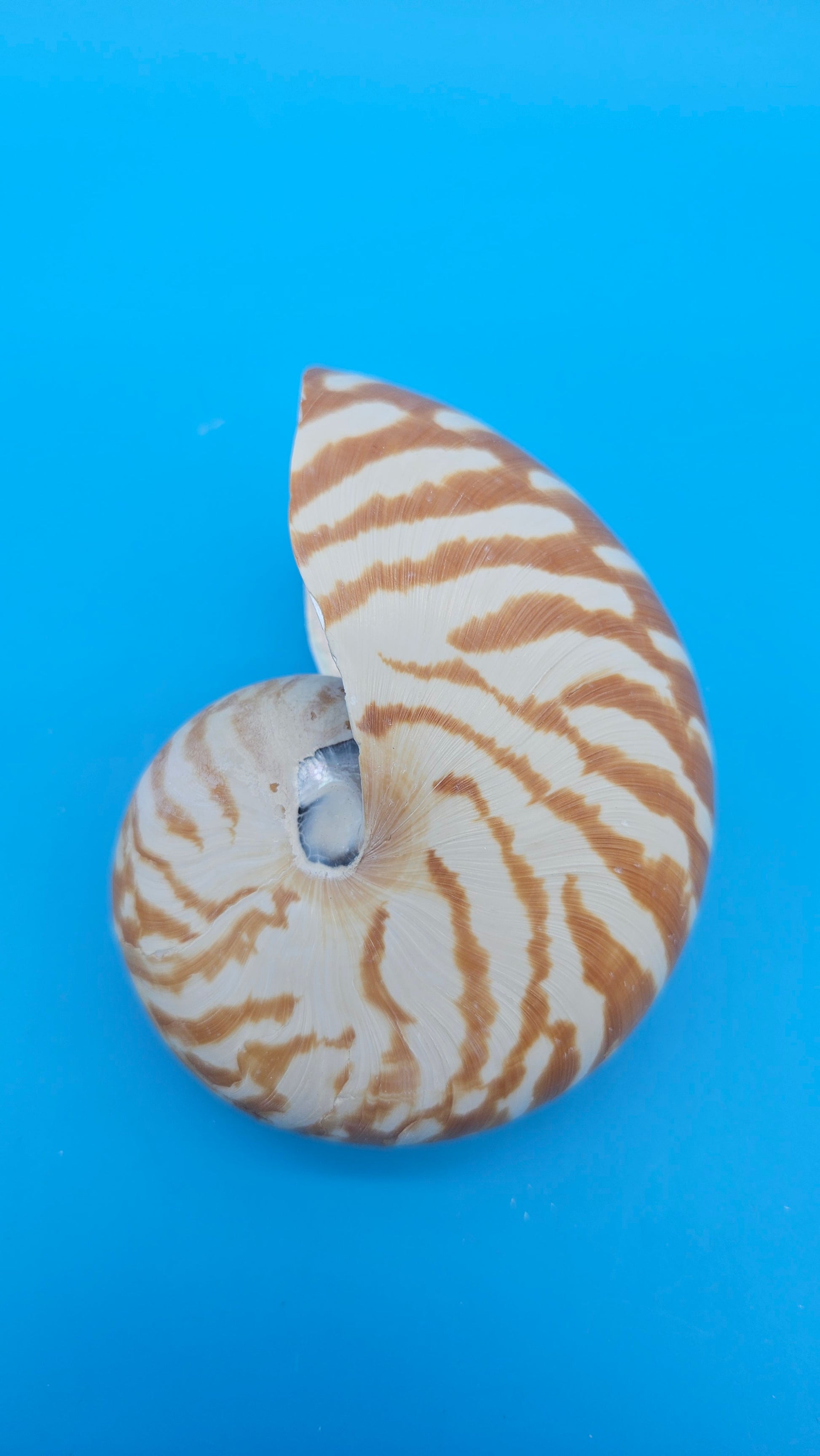 Chambered Tiger Nautilus Shell – Striking Natural Ocean Decor 4" Nautilus pompilius – Shells
