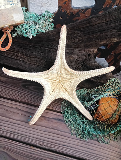 Pink Tip Starfish 14.5"