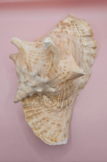 Large Atlantic Conch Shell 9.75" Natural Beach Display – Non-Pierced Coastal Decor – seashells