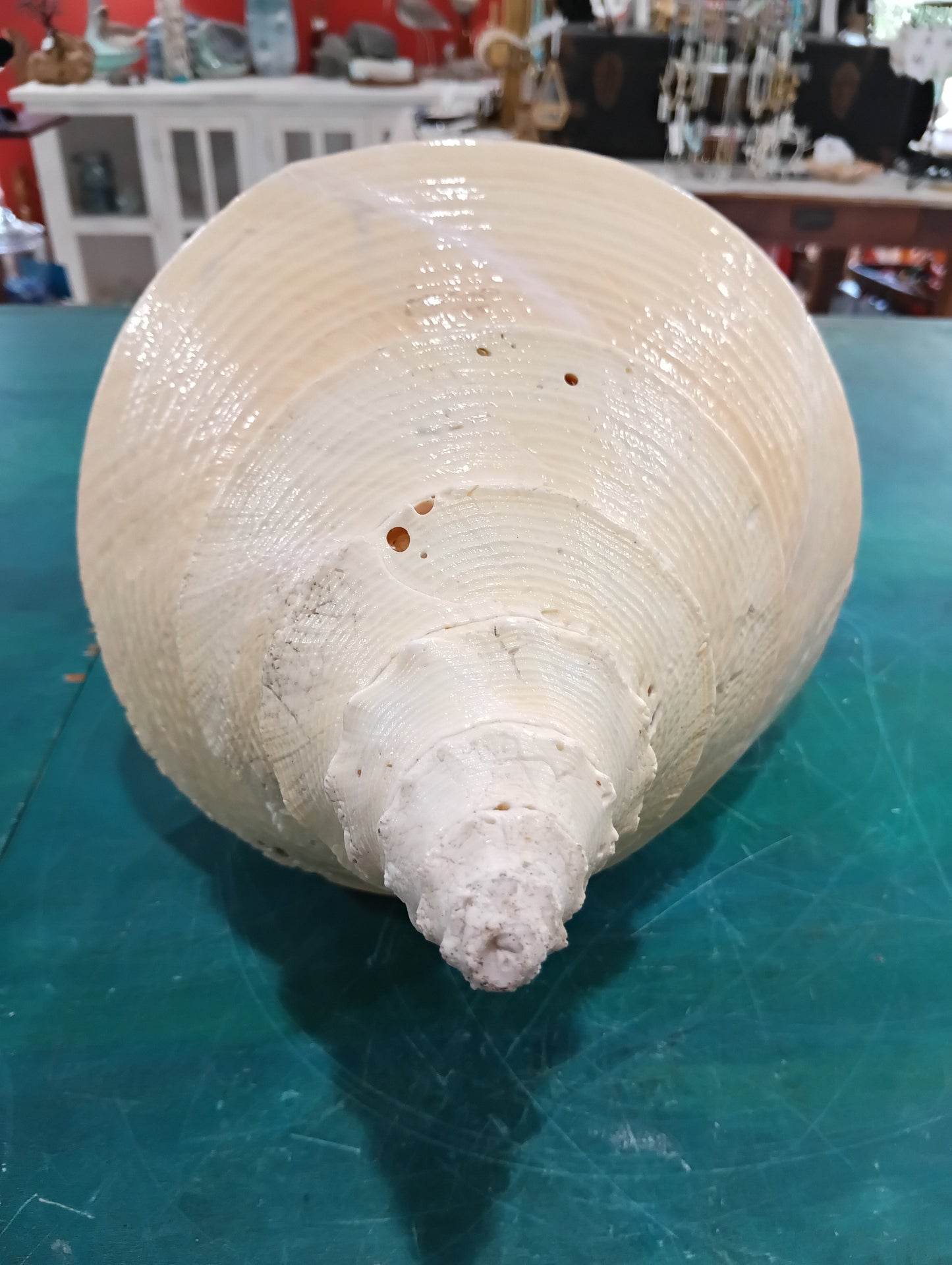 Large Australian Trumpet Shell 20" - Syrinx Aruanus – Shells