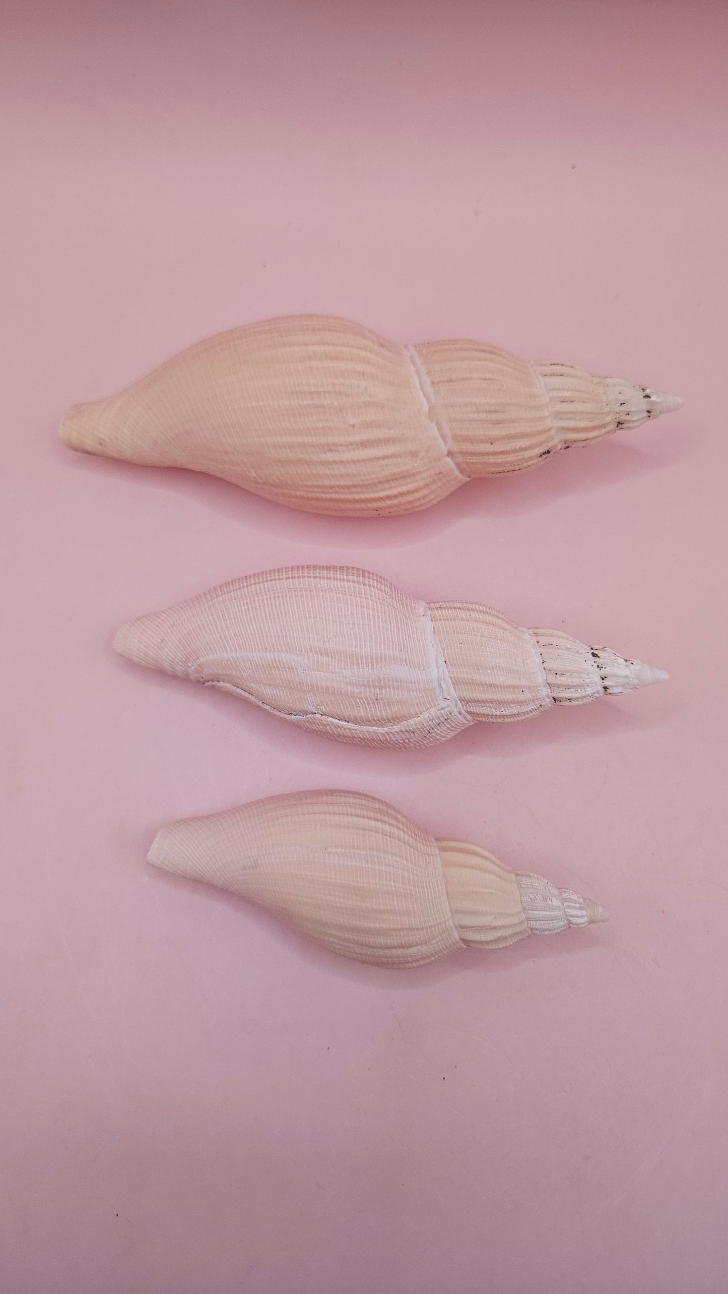 Fulgoraria nagouchii hyashi Growth Series – Set of 3 Display Shells – seashells