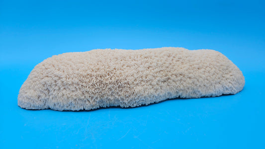 Vintage Oblong Bowl Coral – Elongated Cream Coral Specimen for Coastal Décor – Coral